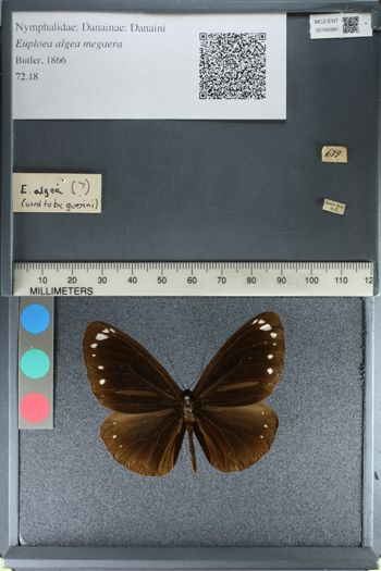 Media type: image;   Entomology 160991